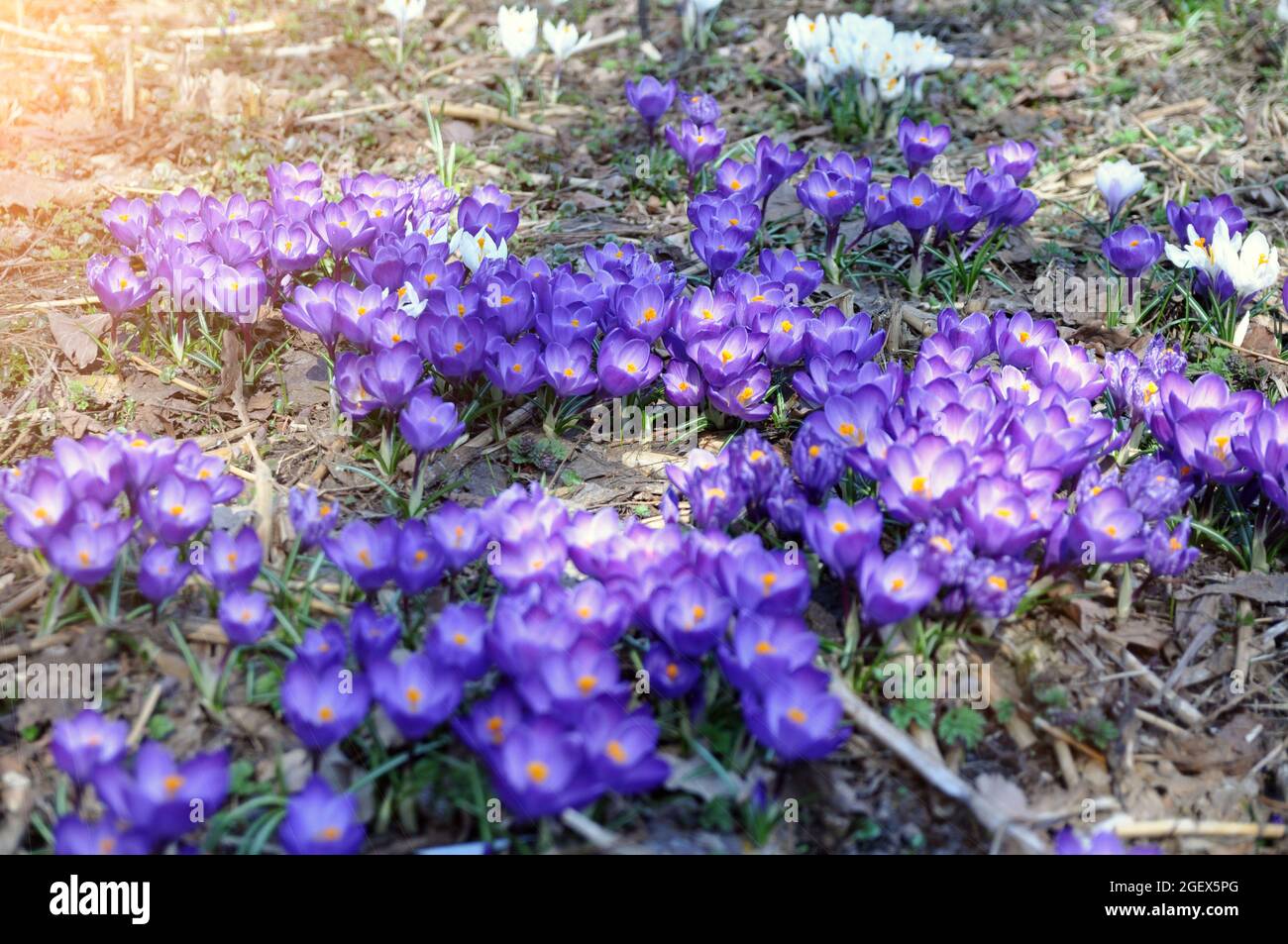 Blüten der ersten Frühjahrspflanzen der Saffron-Gattung der Iris-Familie. Primrose-Safran oder Krokus im Wald. Stockfoto