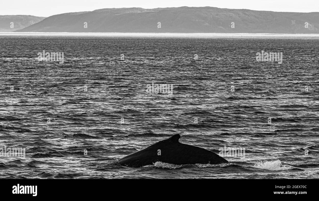 Saguenay River, Kanada - Juli 23 2021: Der Wal im Saguenay River mit dem Zodiac Boot Stockfoto