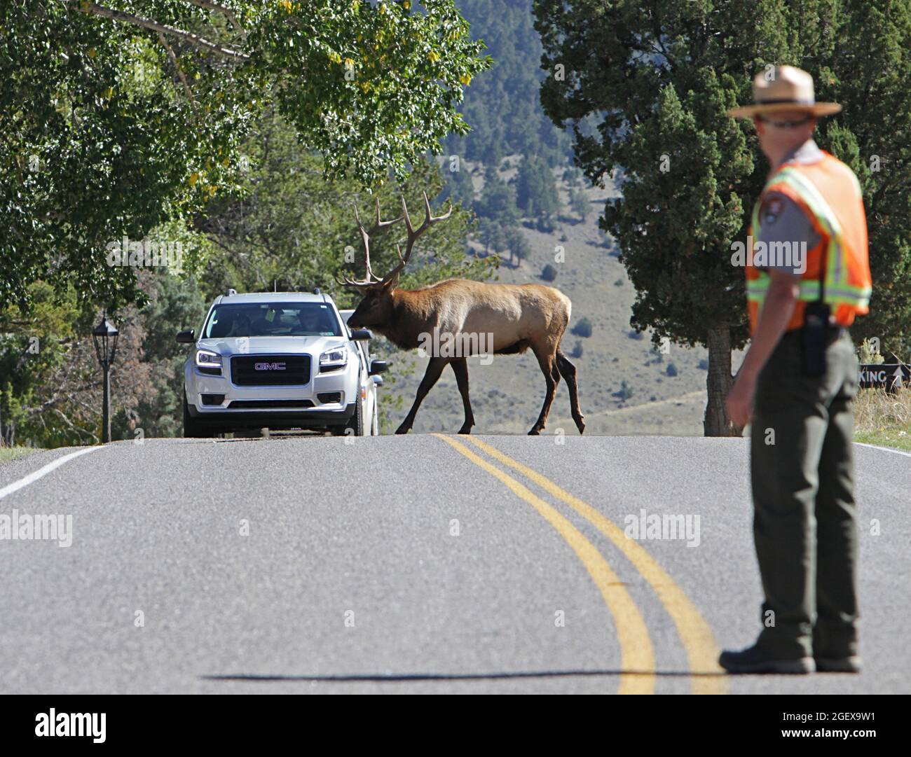 Park Ranger hält den Verkehr auf, während Bullenelch die Straße in Mammoth Hot Springs überquert ; Datum: 25. September 2014 Stockfoto