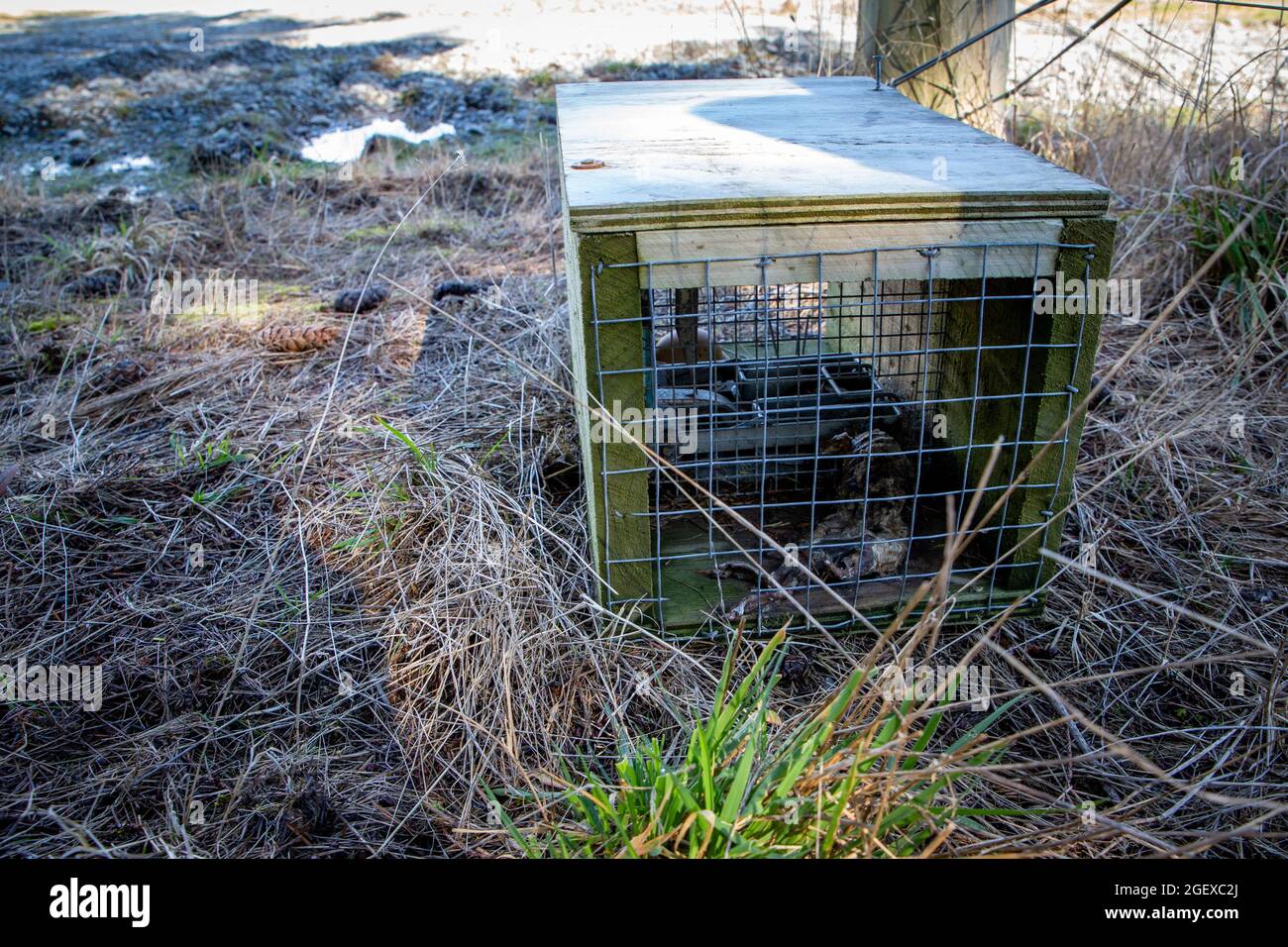 Fallen gesetzt, um Raubtiere wie Stöcke und Ratten zu fangen, werden mit Hühnereiern ködert und dann ist der Frühling eingestellt, Canterbury, Neuseeland Stockfoto