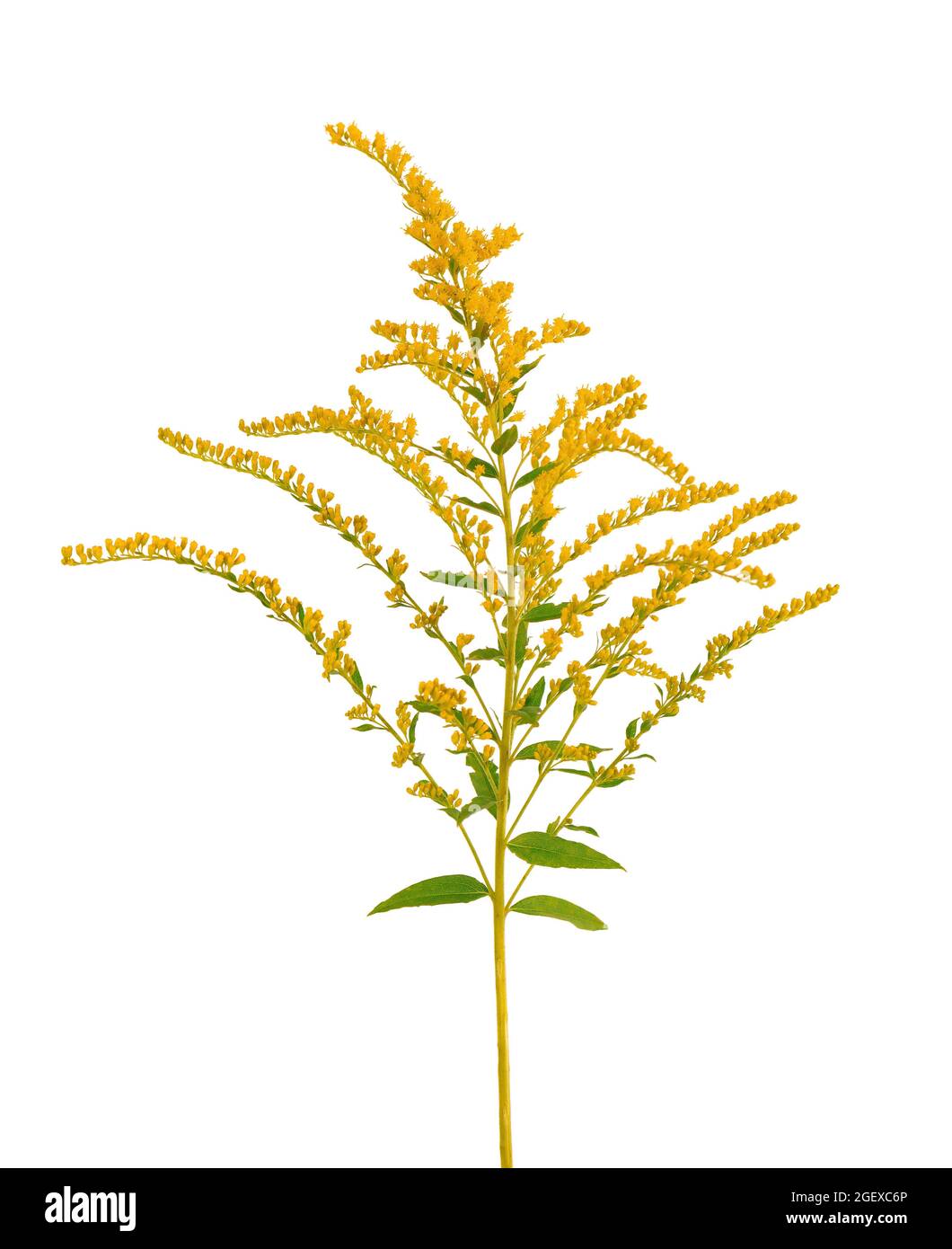 Goldene Solidago virgaurea Blüten isoliert auf weißem Hintergrund. Ragweed-Sträucher oder Ambrosia artemisiifolia. Medizinische Kräuterpflanze. Stockfoto