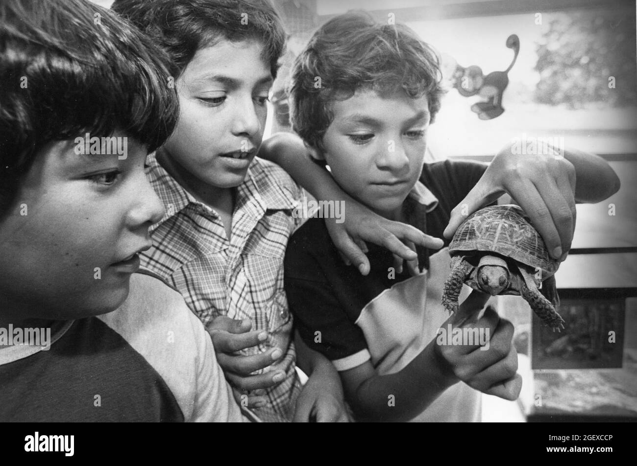 Austin Texas USA, um 1990: Hispanische Jungen der vierten Klasse betrachten während des Science-Class eine Schildkröte. ©Bob Daemmrich Stockfoto