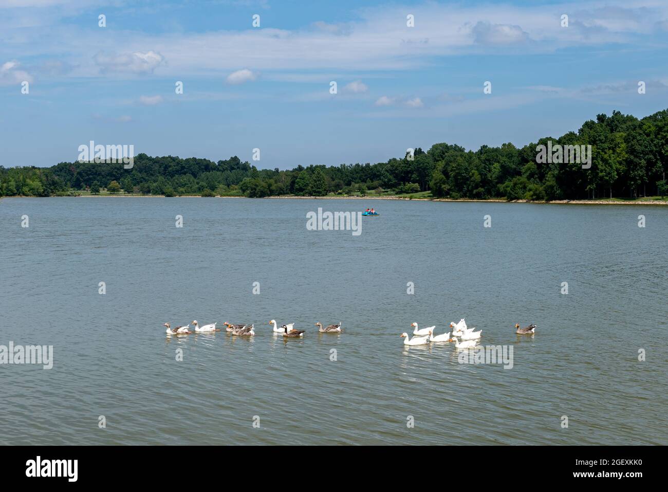 Bezaubernde Gänse schwimmen an einem schönen sonnigen Sommertag über den Freeman Lake mit einem Paddelboot im Hintergrund in Elizabethtown, KY. Stockfoto