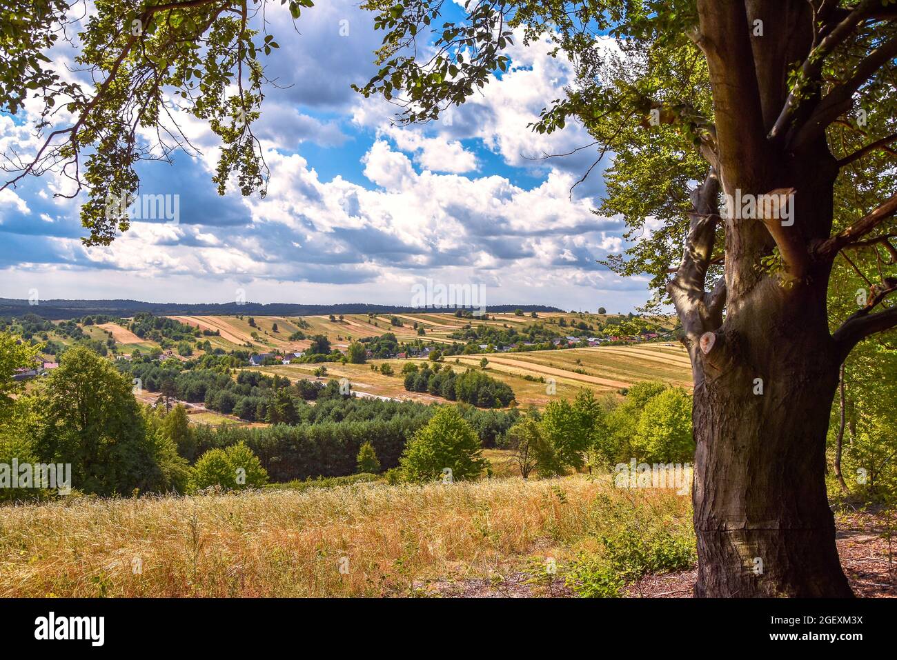 Blick auf ein traditionelles, polnisches Dorf, das im Sommer zwischen Hügeln liegt. Felder mit Weizen und anderen Körnern in der Zeit der Ernte überwuchert. Groß, Stockfoto