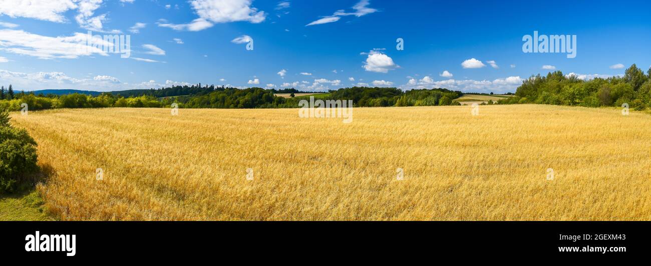 Panoramablick auf ein mit Weizen bewachsenes landwirtschaftliches Feld zur Zeit der Ernte. Wald im Hintergrund. Blauer Himmel, schön, sonnig, Sommertag. Stockfoto