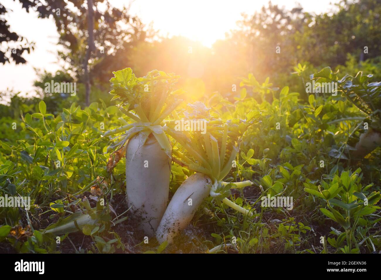 Rettich Pflanzen auf dem Feld, entzückende Aussicht auf den Abend der Felder Stockfoto