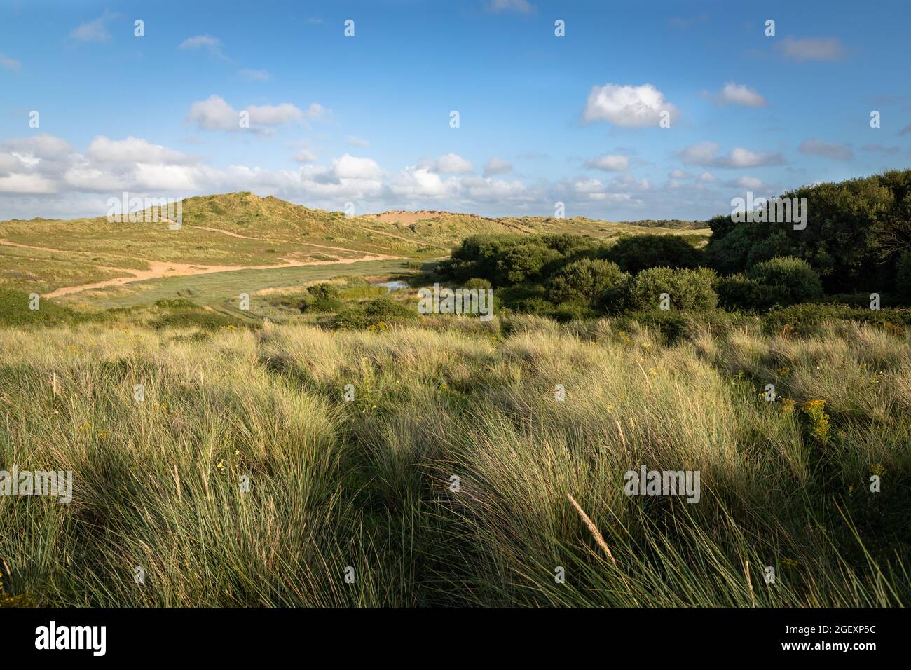 Braunton Burrows Sanddünen Stockfoto