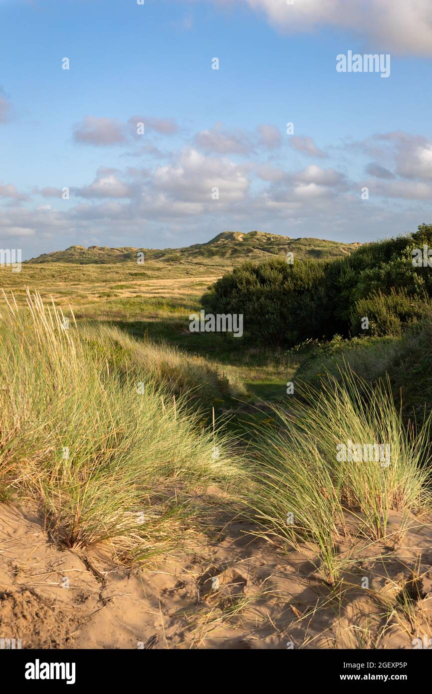 Braunton Burrows Sanddünen Stockfoto
