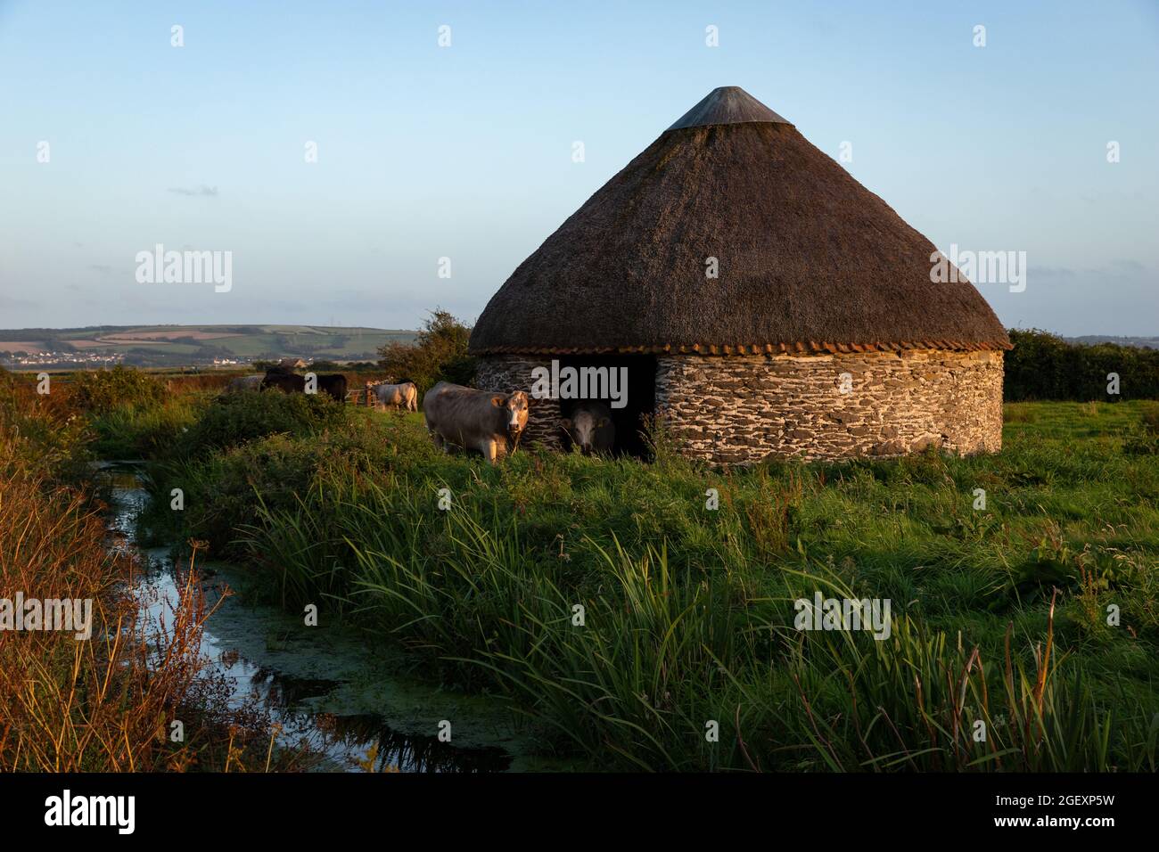 Rundscheune oder Linhay mit Kühen auf Braunton Marsh, beleuchtet durch Abendlicht Stockfoto
