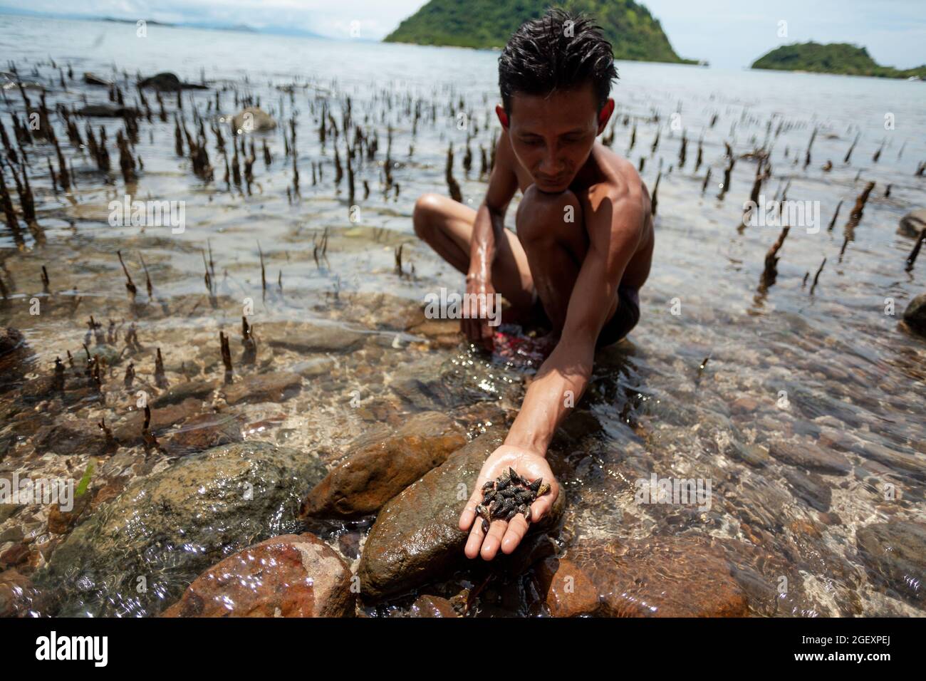 Muscheln auf der Handfläche eines Einheimischen Stockfoto