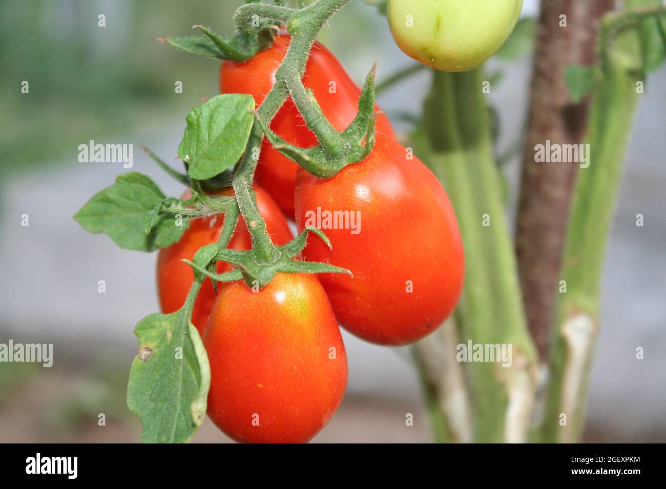 Tomaten Stockfoto