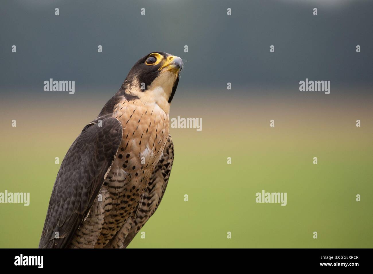 Wanderfalke (Falco Peregrinus) Stockfoto