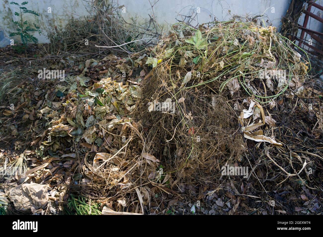Ein Haufen landwirtschaftlicher Abfälle, die im Garten zur Herstellung von organischem Kompost in Indien verwendet werden. Stockfoto