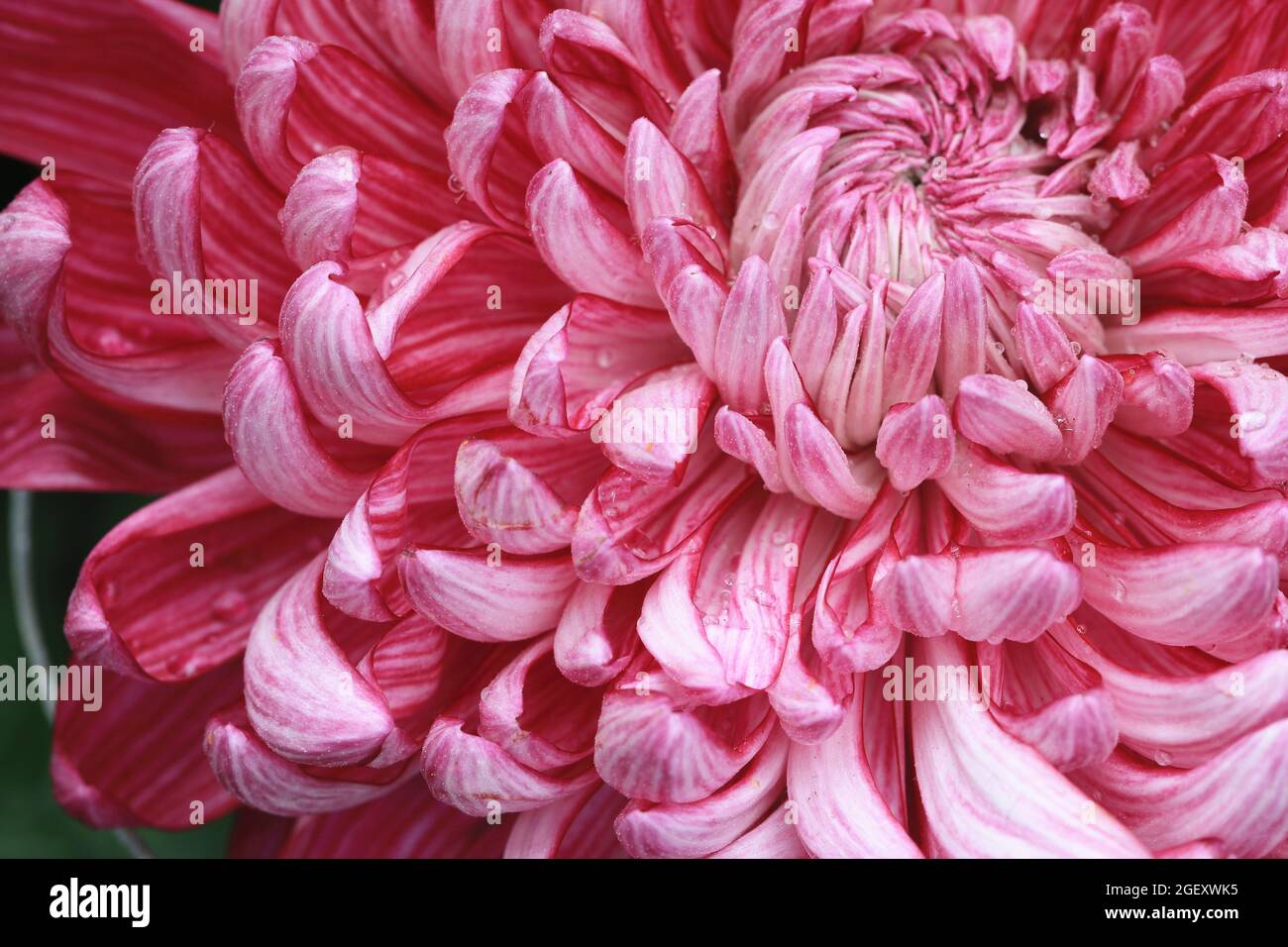 ChrysanthemeBlüte aus der Nähe, schönes Rot mit weißer Blume, die im