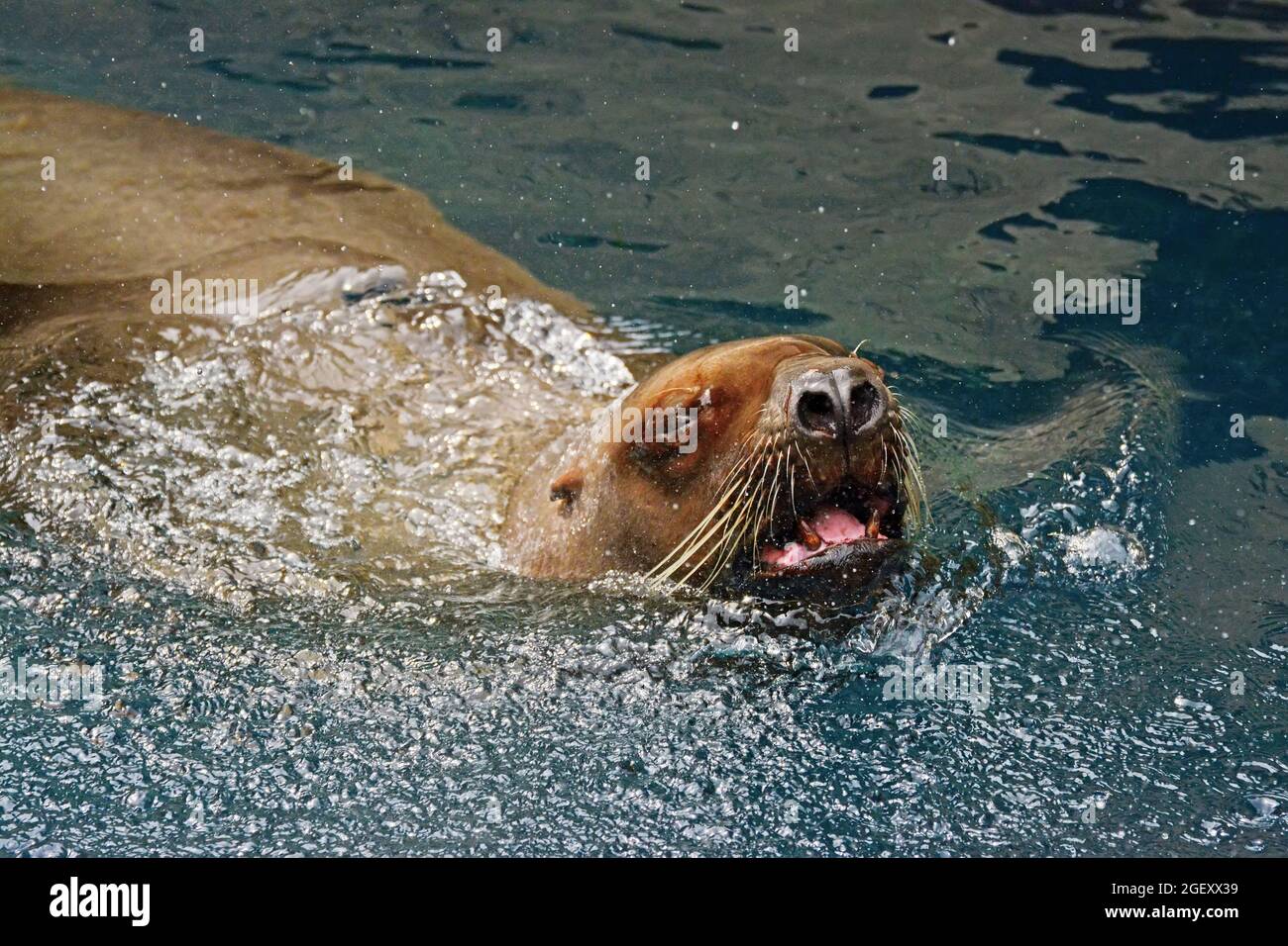 Sea Lion Portrait Stockfoto