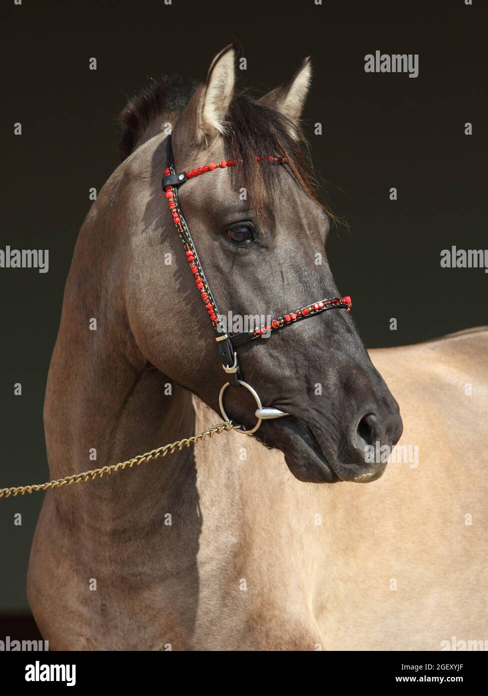 Rocky Mountain Horse Portrait auf dem Bauernhof, dezentraler Portrain im dunklen Türhintergrund Stockfoto
