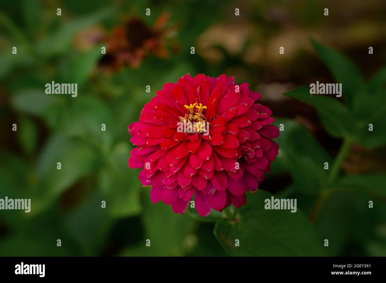 Zinnia rosa Nahaufnahme auf einem verschwommenen Hintergrund. Eine helle Sommerblume blühte im Garten. Anbau von dekorativen bunten Blumen. Staude des Th Stockfoto