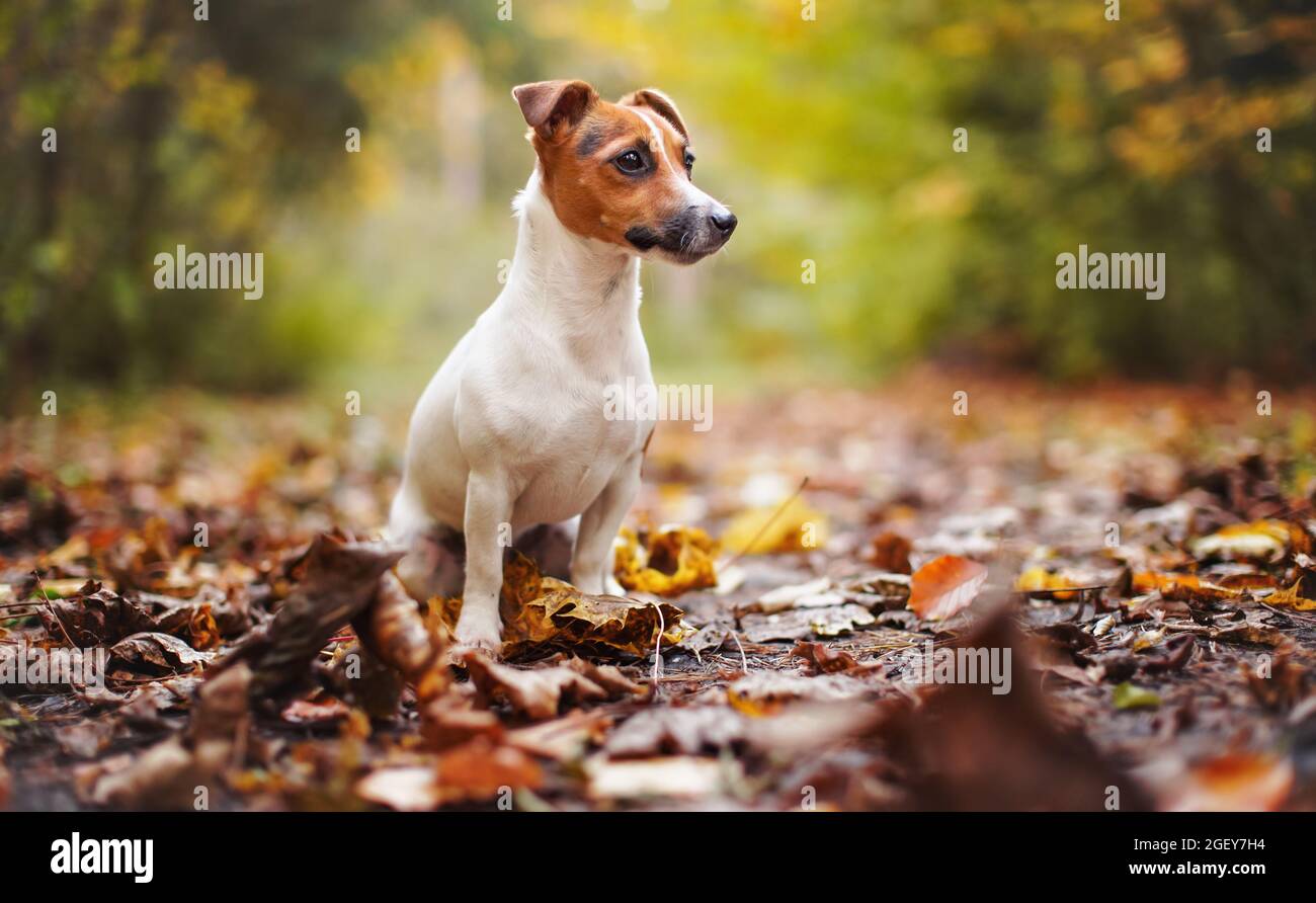 Kleiner Jack Russell Terrier, der im Herbst auf einer Wiese mit gelb-orangefarbenen Blättern sitzt, verwischter Baumhintergrund. Stockfoto