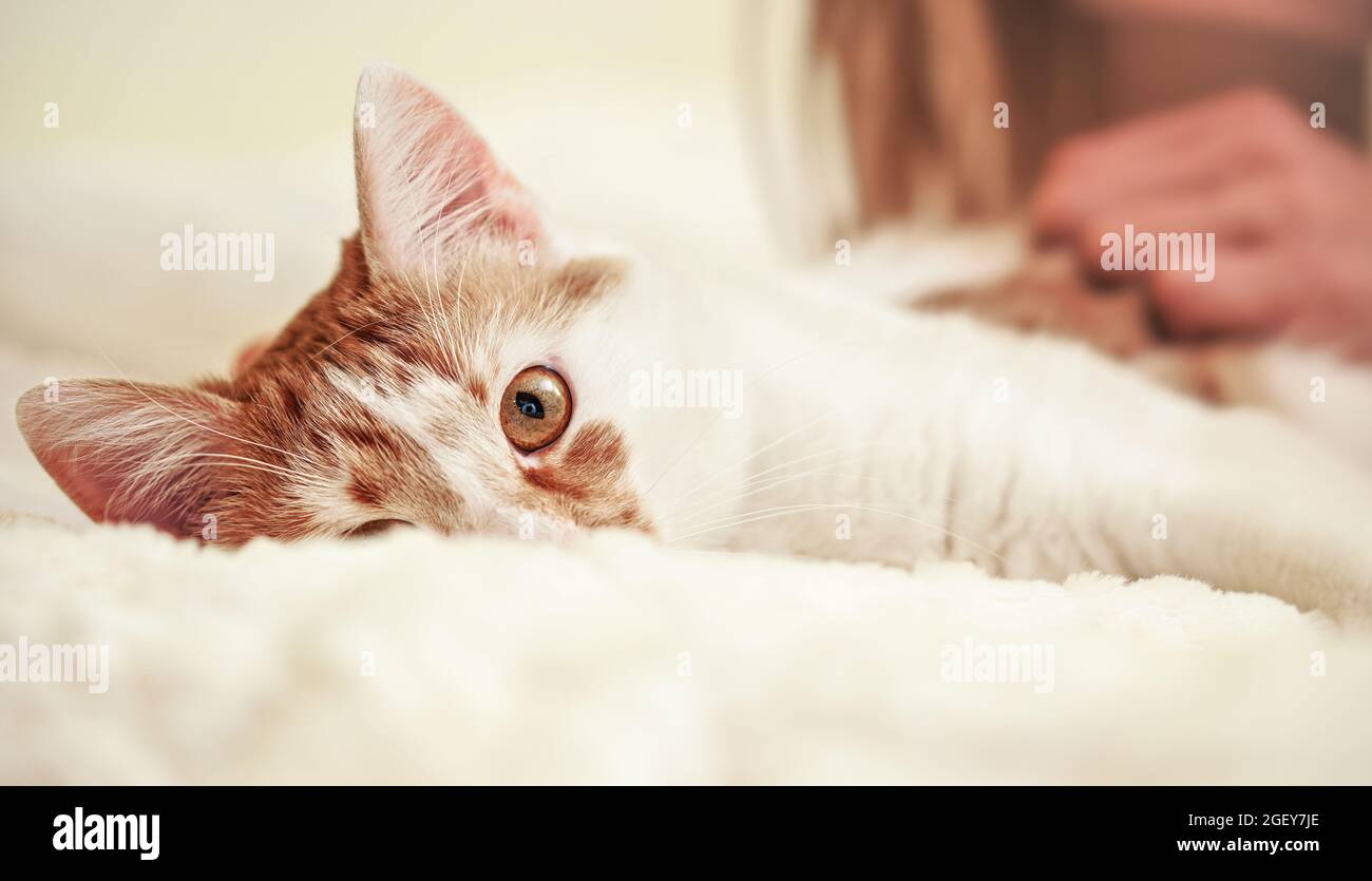Hellbraune oder beige und weiße Katze, die sich auf dem Bett ausruht, Nahaufnahme, nur ein Auge sichtbar. Stockfoto