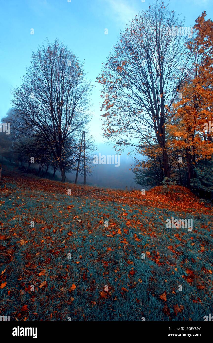 Der Wald im Nebel. Magisches Foto des Waldes an einem nebligen Herbsttag Stockfoto