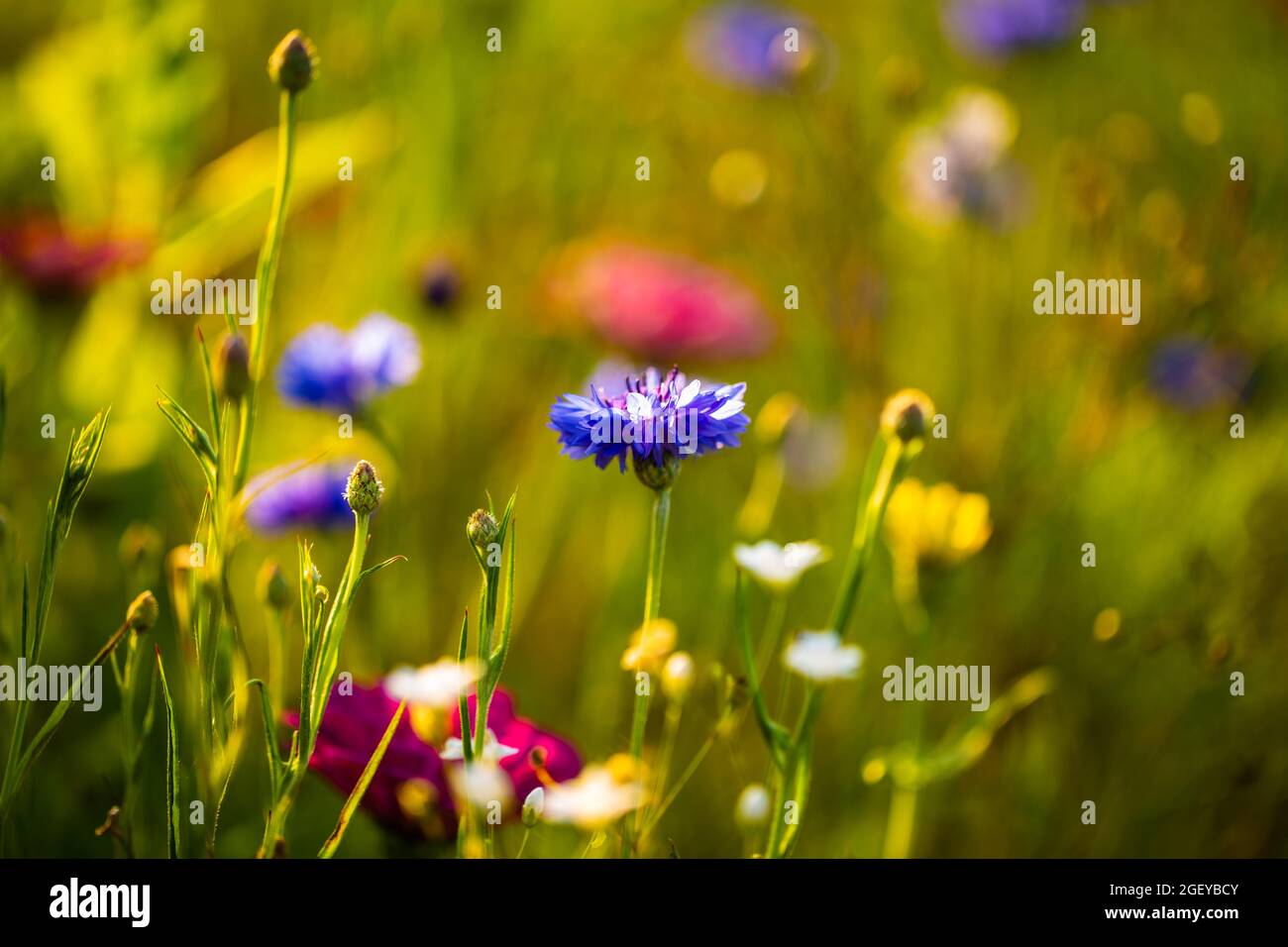 Kornblumen unter anderen Wildblumen, Bienenwiese, Blumenwiese Stockfoto