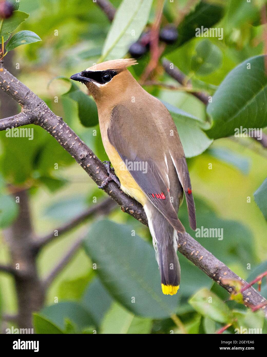 Cedar Waxwing auf einem Obstbaum Zweig mit Blick nach hinten mit einem verschwommenen grünen Blätter Hintergrund in seiner Umgebung und Lebensraum thront. Wachsflügelvögel. Stockfoto