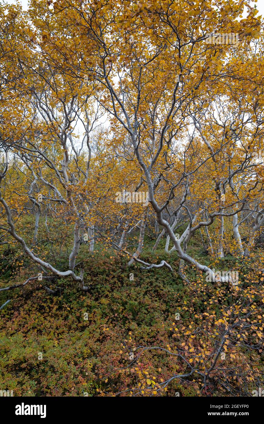 Moor-Birke, Herbstfärbung, herbstlich, Herbstlaub, Moorbirke, Haar-Birke, Besen-Birke, Behaarte Birke, Betula pubescens, syn. Betula alba, flauschige Birke Stockfoto