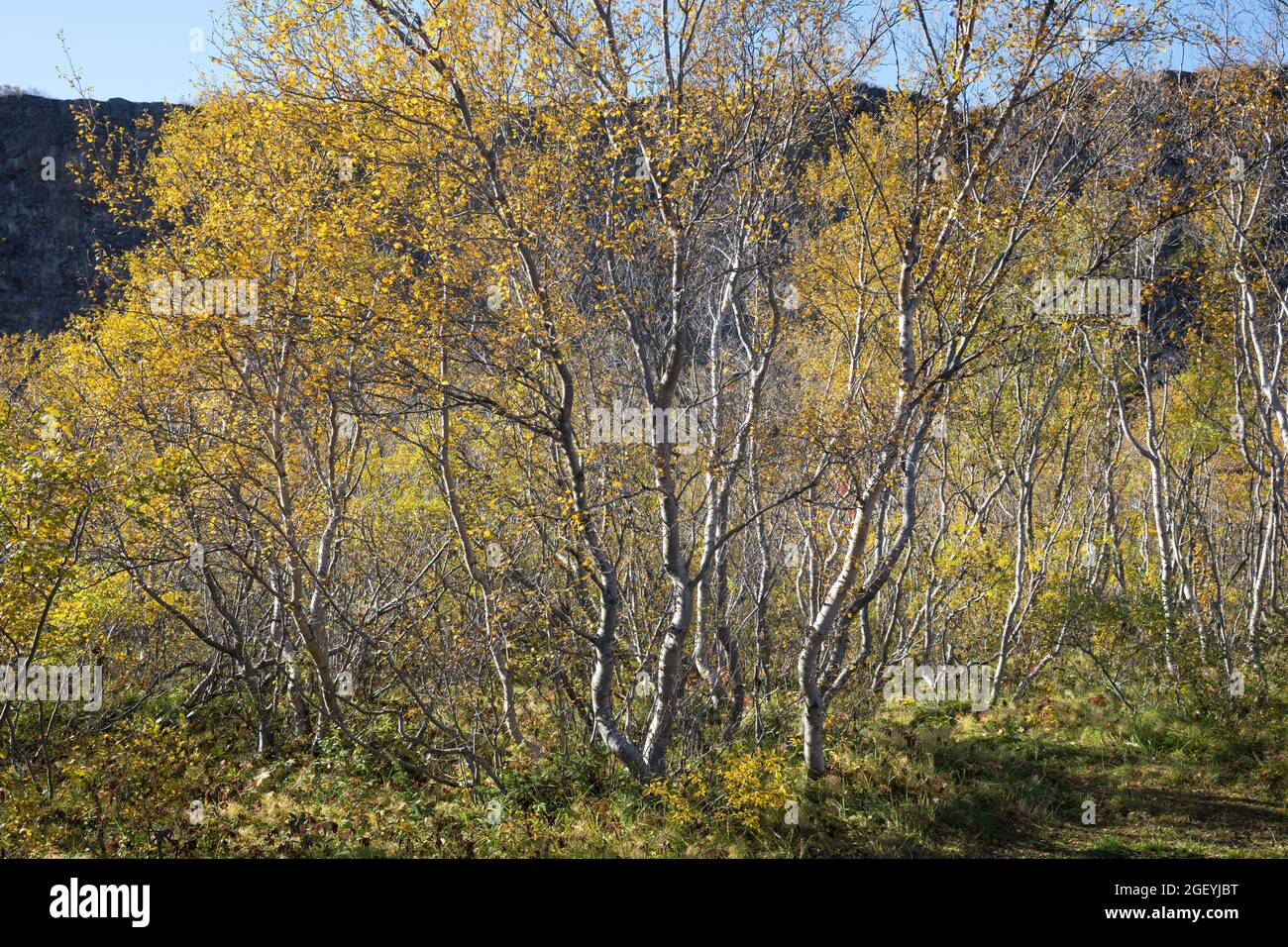 Moor-Birke, Herbstfärbung, herbstlich, Herbstlaub, Moorbirke, Haar-Birke, Besen-Birke, Behaarte Birke, Betula pubescens, syn. Betula alba, flauschige Birke Stockfoto