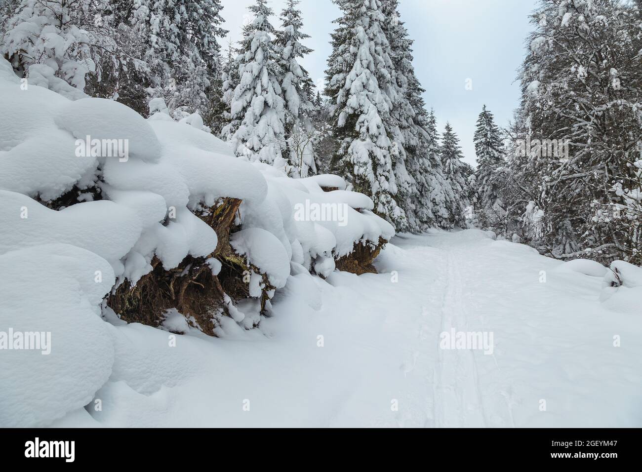Majestätische gefrorene Winterwaldlandschaft mit verschneiten Pinien und schneebedeckten Straßen Stockfoto