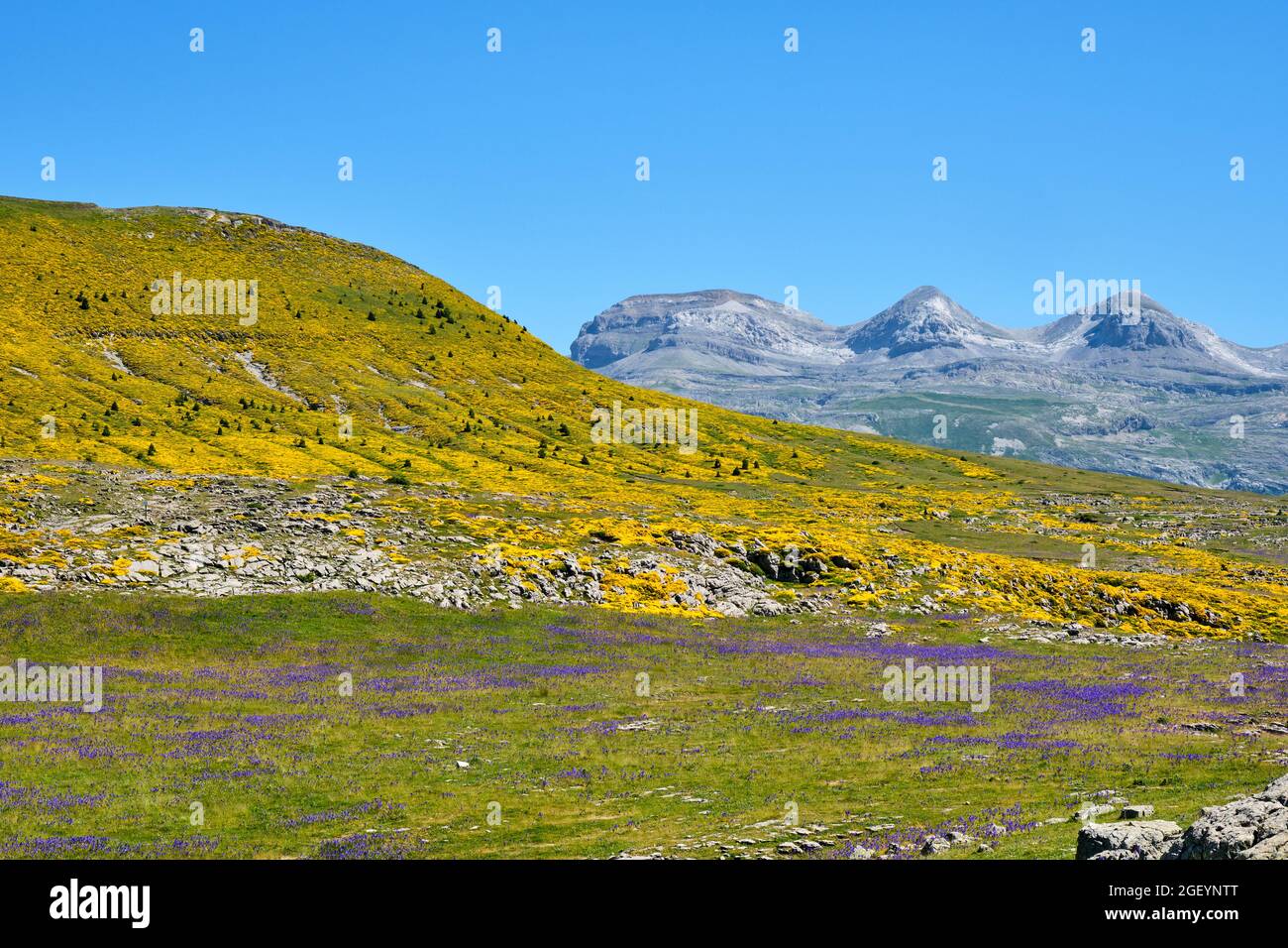 Wunderschöne Landschaft mit bunten Blumen im Nationalpark Ordesa y Monte Perdido in den spanischen Pyrenäen Stockfoto