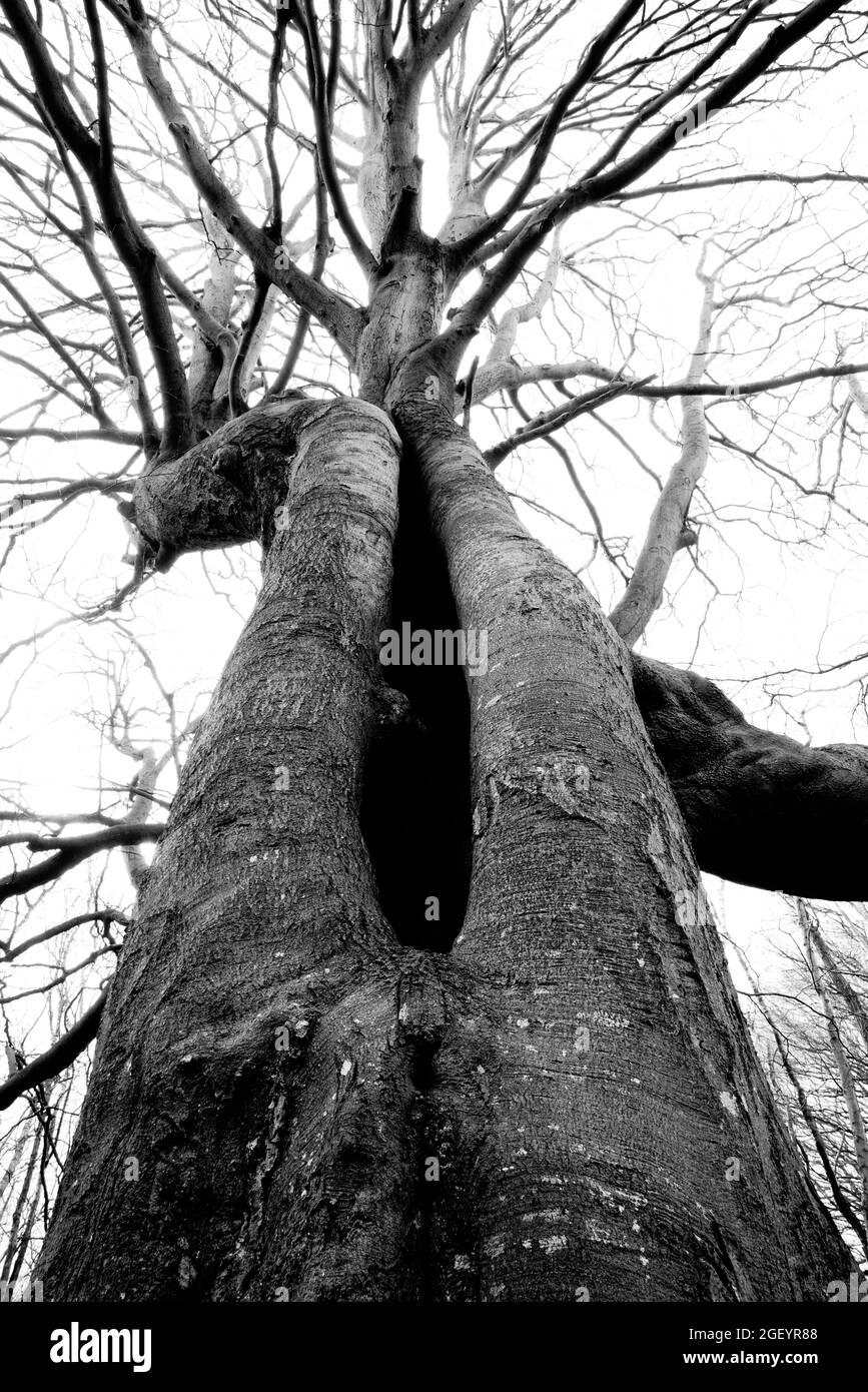 Ein niedriger Winkel einer Buche in schwarz-weiß. Stockfoto