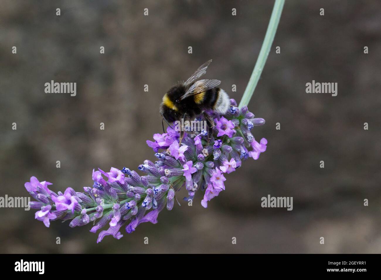 Hummel, die an einer Lavendelblume fressen, wird in Nahaufnahme mit feinen Details und einem weichen Gartenhintergrund dargestellt, der einen natürlichen Moment der Bestäubung festhält. Stockfoto
