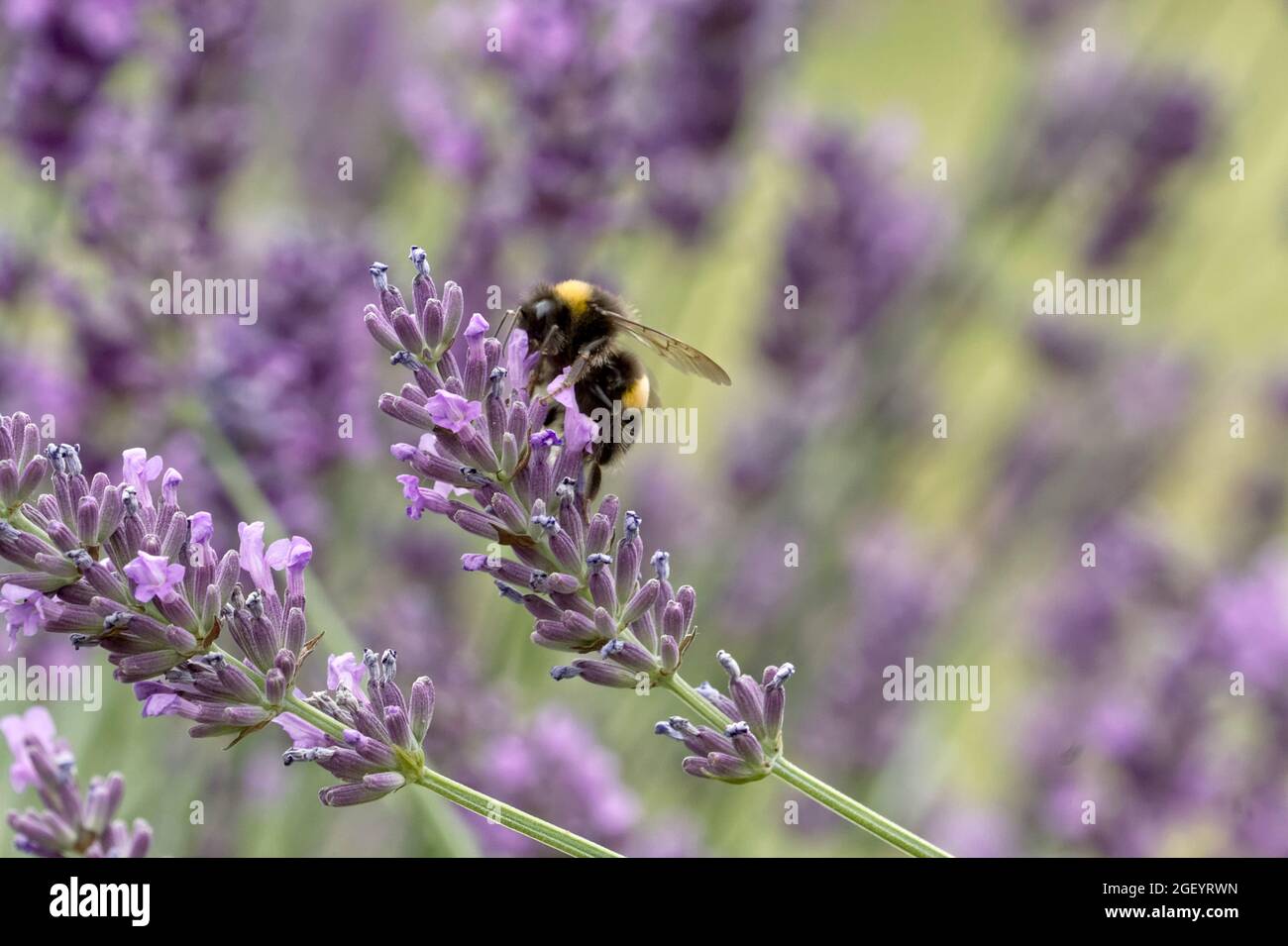 Hummel, die an einer Lavendelblume fressen, wird in Nahaufnahme mit feinen Details und einem weichen Gartenhintergrund dargestellt, der einen natürlichen Moment der Bestäubung festhält. Stockfoto