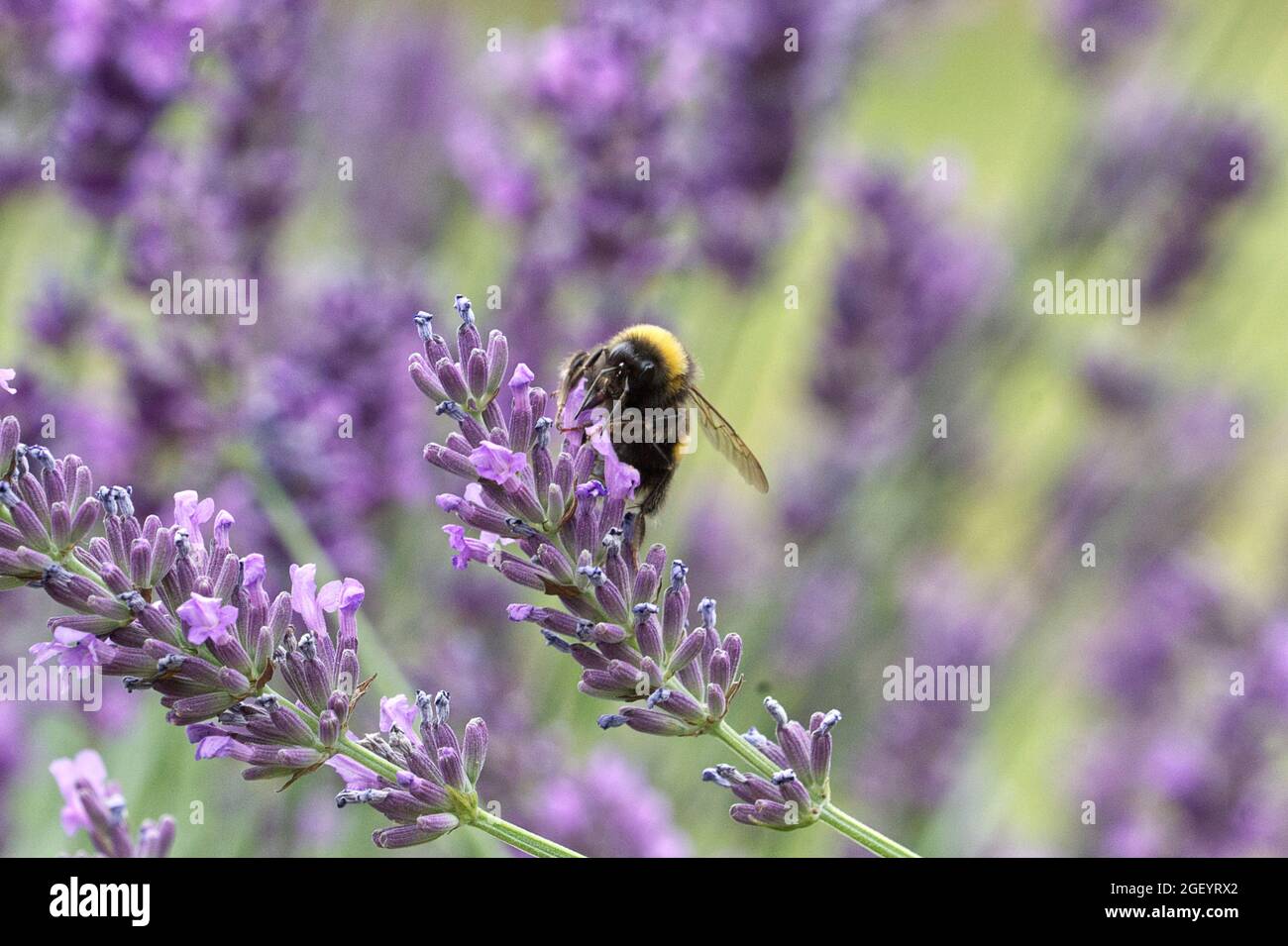 Hummel, die an einer Lavendelblume fressen, wird in Nahaufnahme mit feinen Details und einem weichen Gartenhintergrund dargestellt, der einen natürlichen Moment der Bestäubung festhält. Stockfoto