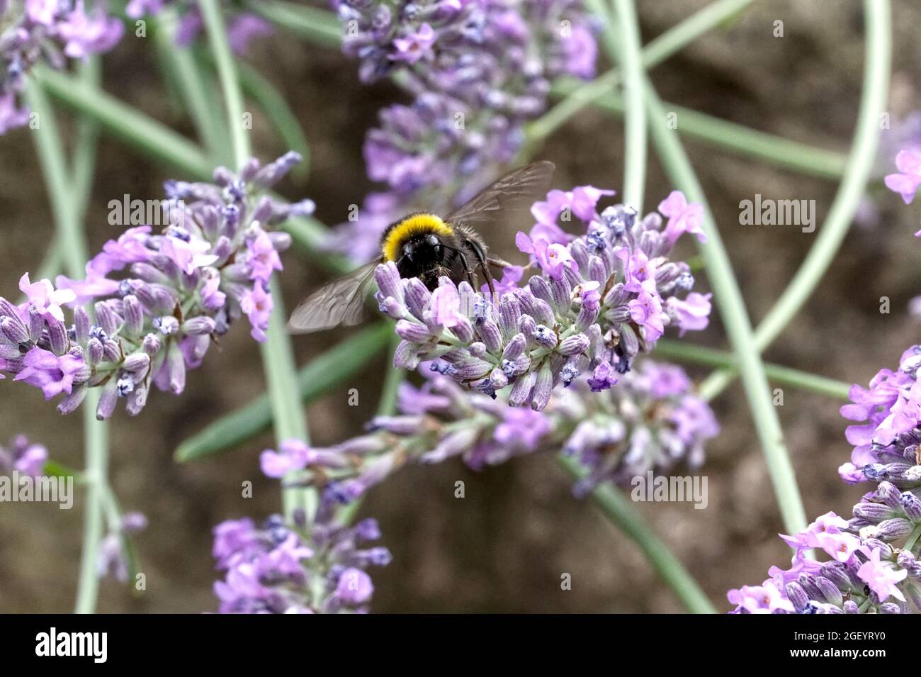 Hummel, die an einer Lavendelblume fressen, wird in Nahaufnahme mit feinen Details und einem weichen Gartenhintergrund dargestellt, der einen natürlichen Moment der Bestäubung festhält. Stockfoto