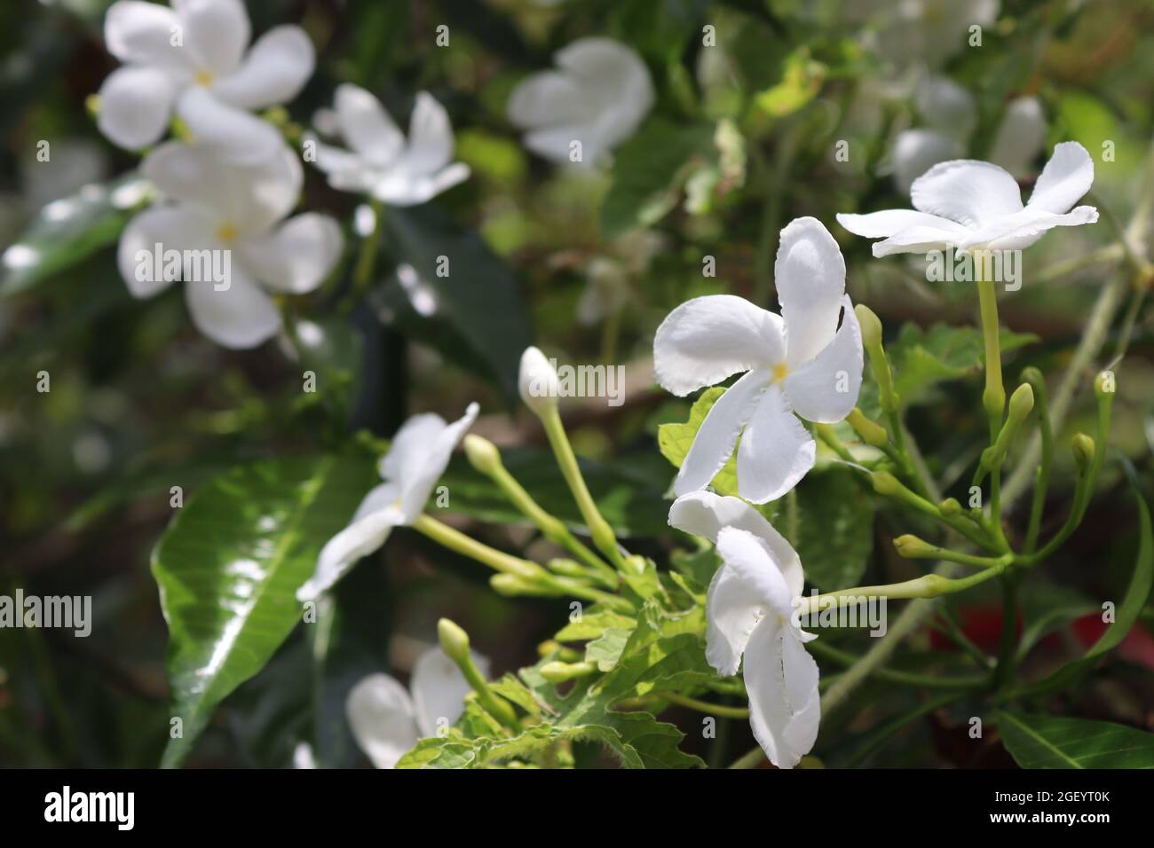 Häufig als Nadelrad-Milchblüten aus Asien (Tabernaemontana divaricata) bezeichnet Stockfoto