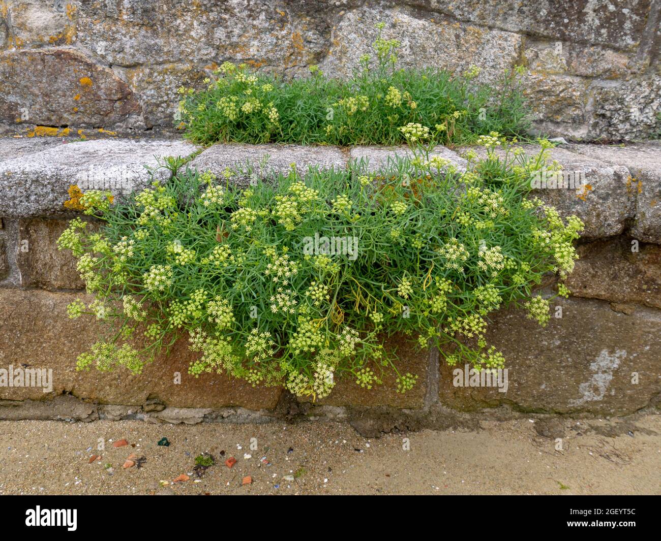 Crithmum maritimum blüht. Felssamphire oder Meerfenchel, essbare Wildpflanze. Stockfoto