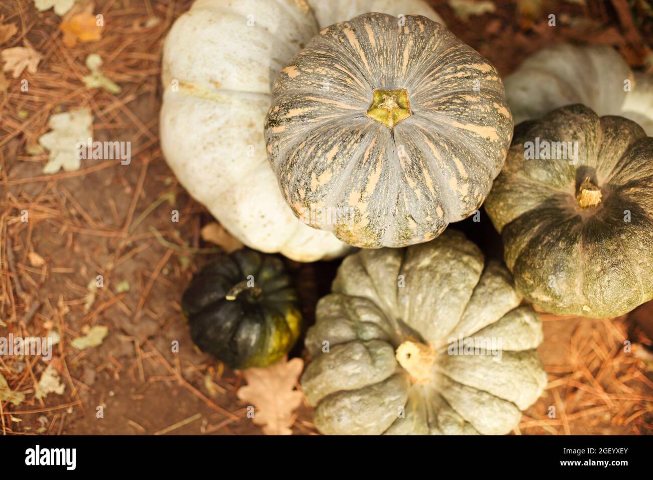 Hallo, Herbst. Haufen von grünen Kürbissen in verschiedenen Größen auf dem Boden in der Farm während der Erntezeit, Herbstferien und halloween danksagedec Stockfoto