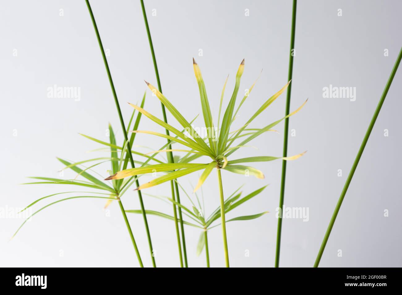 Regenschirm der Cyperus-Pflanze mit gelben Blättern auf weißem Hintergrund Stockfoto