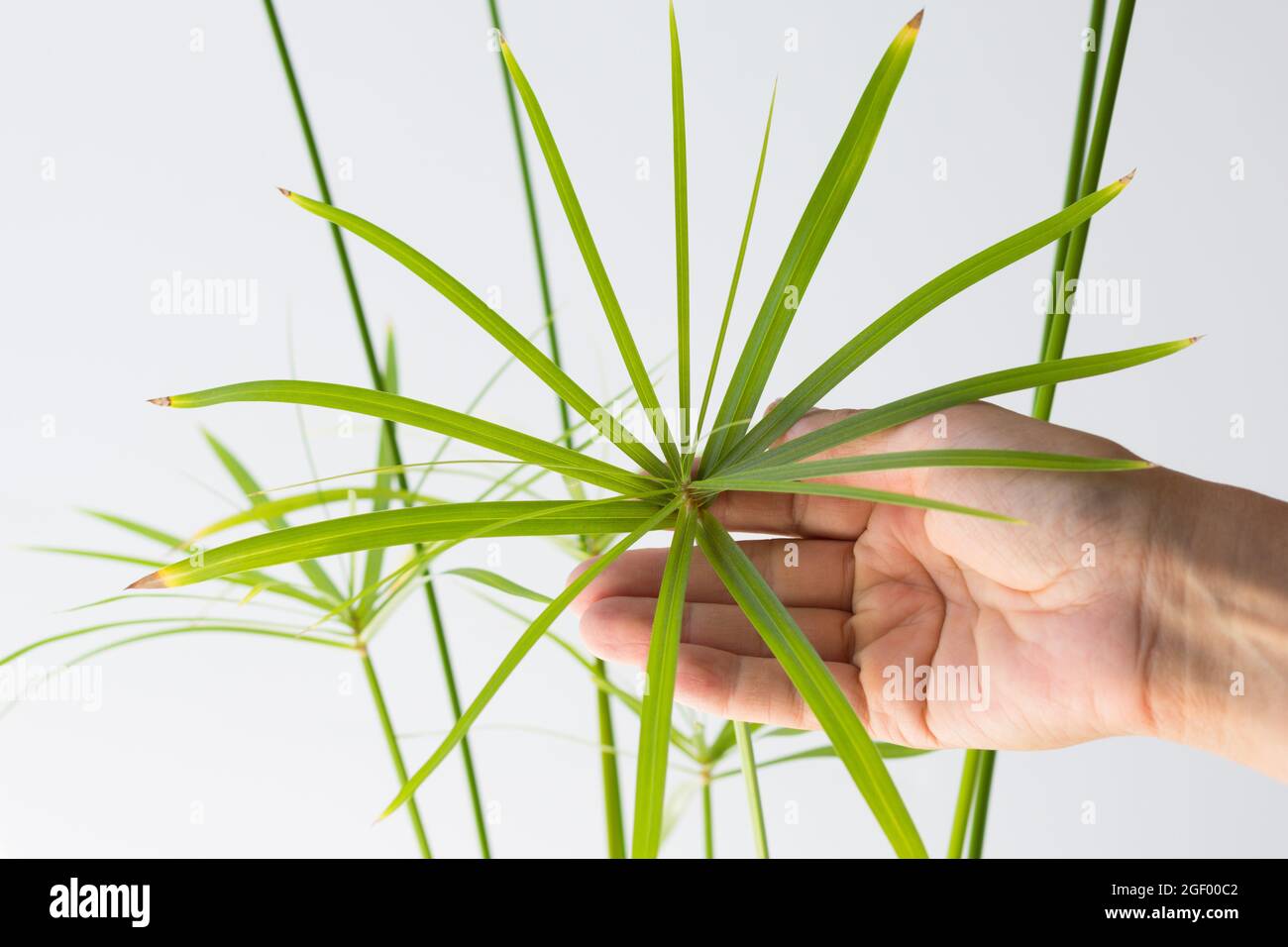 Frau Hand hält Cyperus Regenschirm Pflanze auf weißem Hintergrund Stockfoto