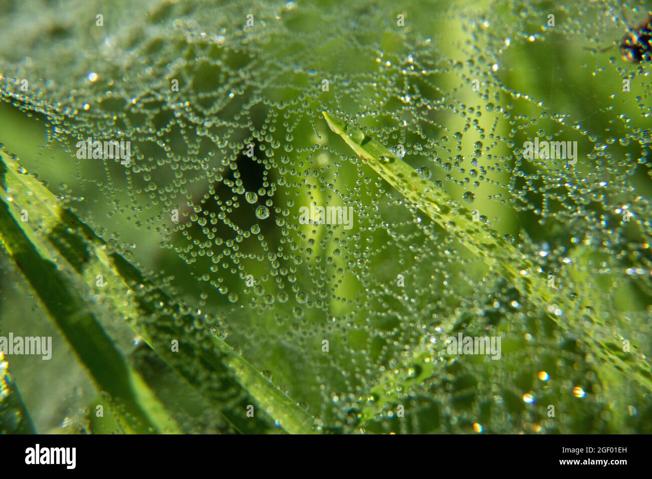 Spinnennetz-Textur mit Wassertropfen Stockfoto