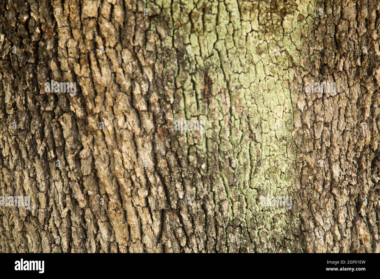 Baum-Rinde-Textur Stockfoto