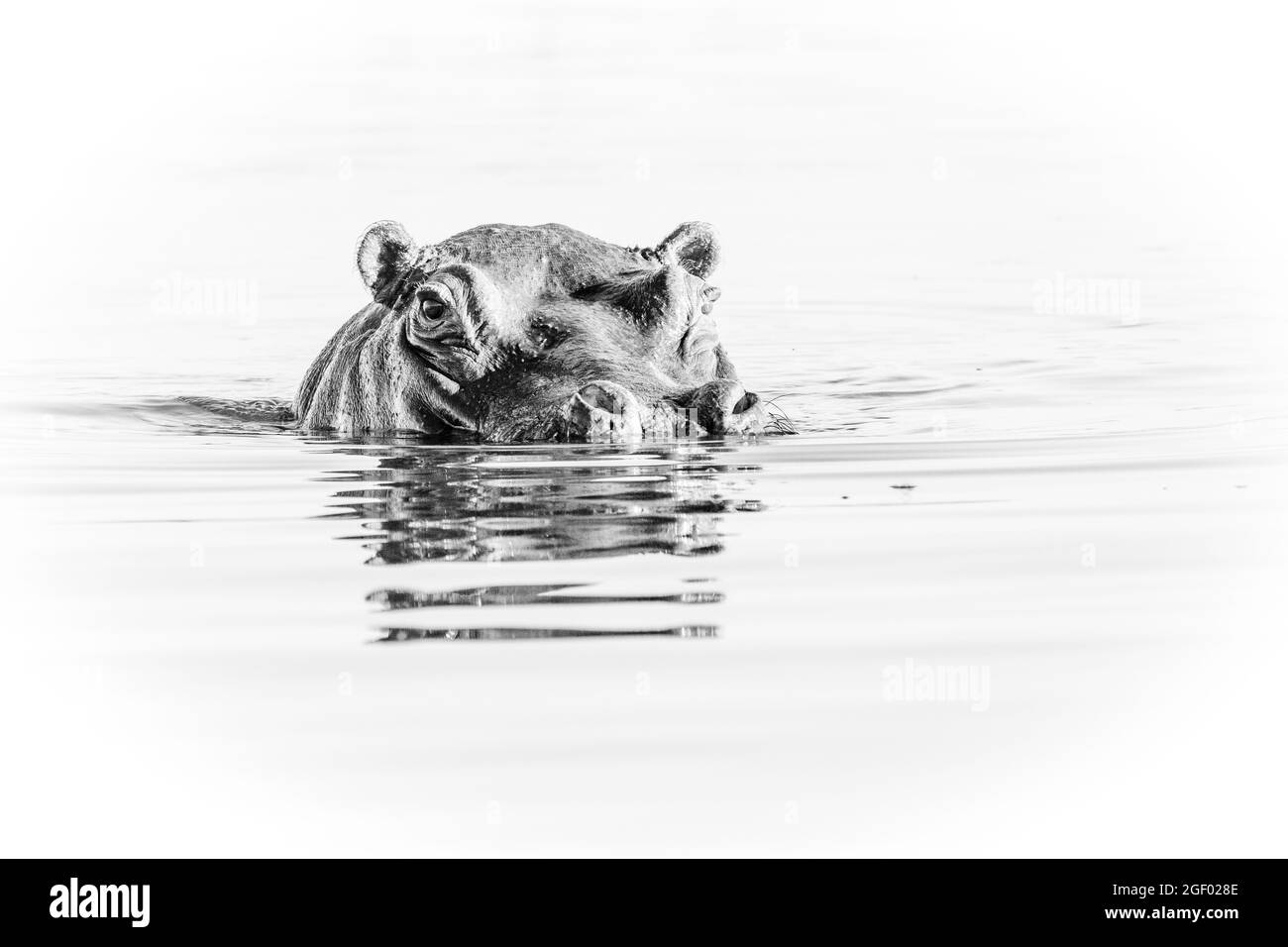 Hippo in monochrom Stockfoto