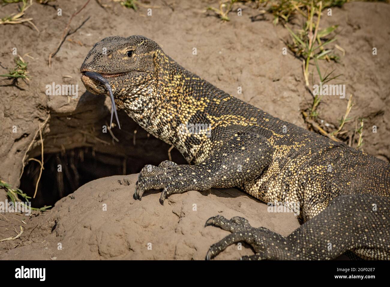 Wasserwächter-Eidechse zeigt ihre gezackte Zunge Stockfoto