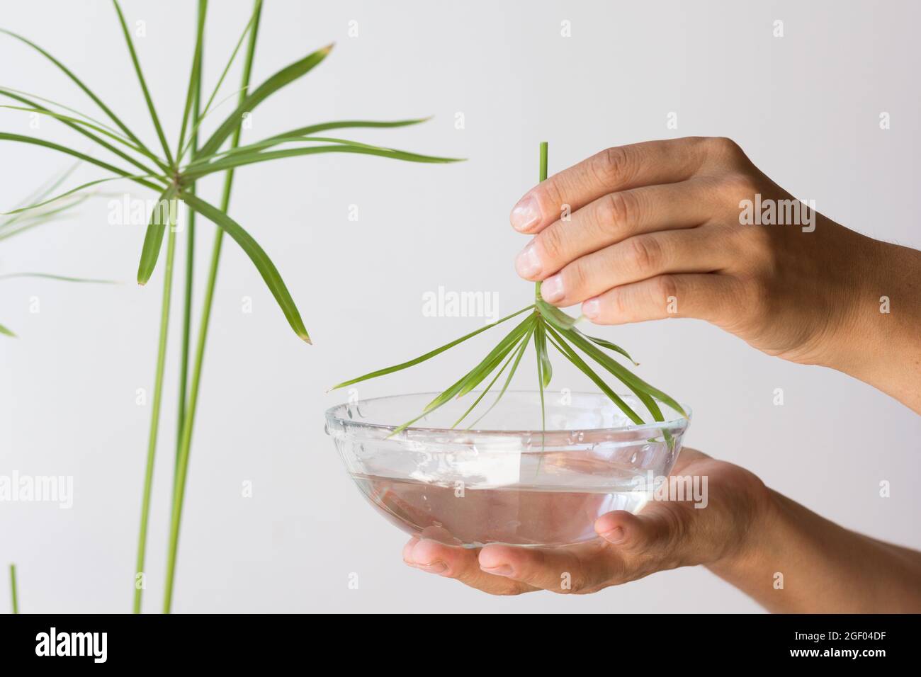 Frau Hände halten Glasschale mit Wasser und schneiden Regenschirm der Cyperus-Pflanze für die Verwurzelung auf weißem Hintergrund Stockfoto