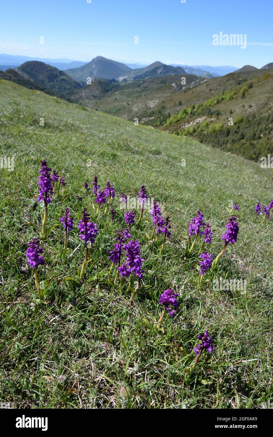 Orchis mascula, eine Gruppe von frühleulilafarbenen Orchideen, die auf dem Alpenghang oder auf der Alm in der Alpes-de-Haute-Provence in Frankreich wächst Stockfoto
