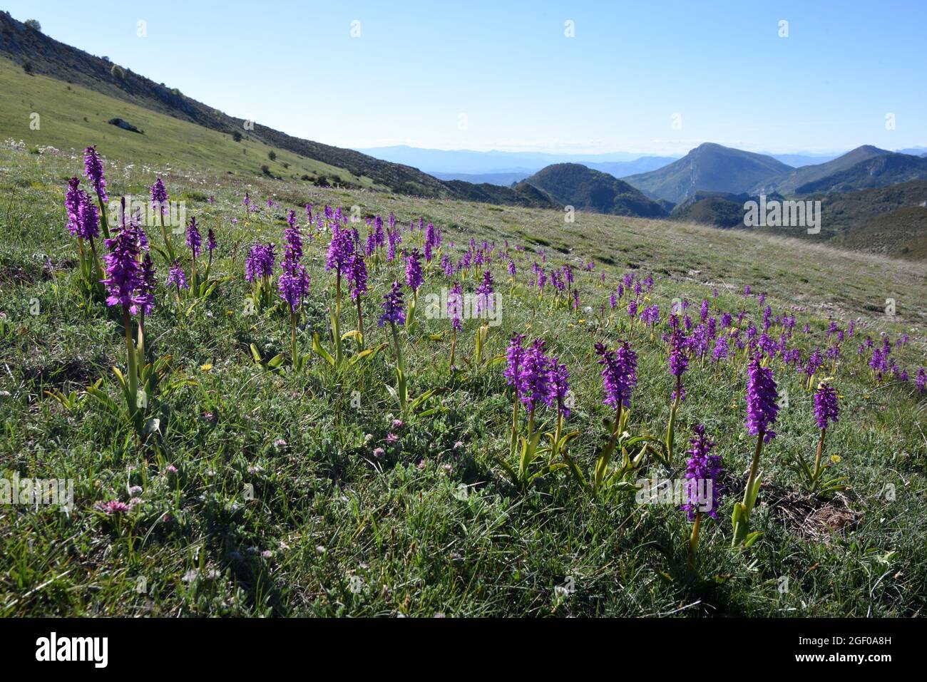 Orchis mascula, eine Gruppe von frühleulilafarbenen Orchideen, die auf dem Alpenghang oder auf der Alm in der Alpes-de-Haute-Provence in Frankreich wächst Stockfoto