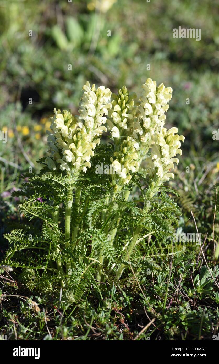 Pedicularis comosa auch als Lousewort bekannt Stockfoto