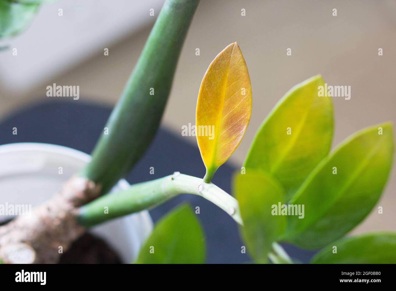 Beschädigte gelbe Blätter auf dem Zweig zamioculcas Zimmerpflanze wegen der falschen Pflege Stockfoto