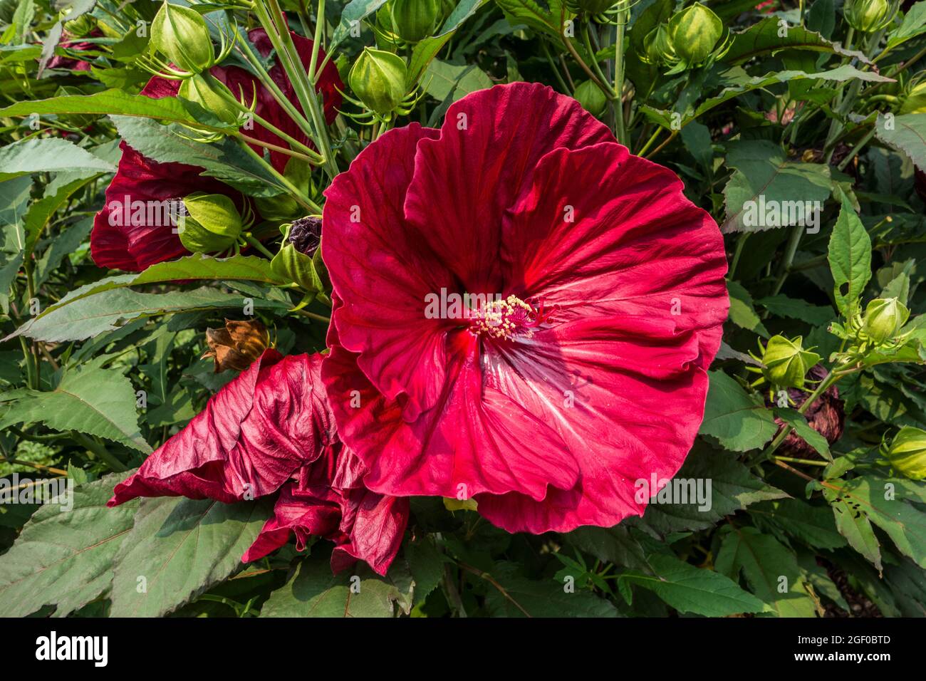 Große rote Hibiscus rosa-sinensis, umgangssprachlich bekannt als chinesischer Hibiskus, Chinarose, Hawaiianischer Hibiskus, Rosenmalve und Schwarzer Pflanze, Malvaceae Stockfoto